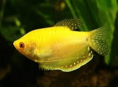 Golden Gourami 4cm