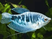 Opaline Gourami 4-5cm