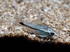 Pygmy Corydoras 1cm