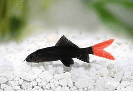 Red Tail Black Shark 5cm