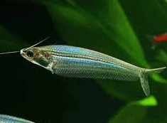 Thai Glass Catfish 4cm