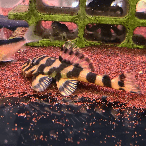 Dekeyseria Brachyura L52 L168