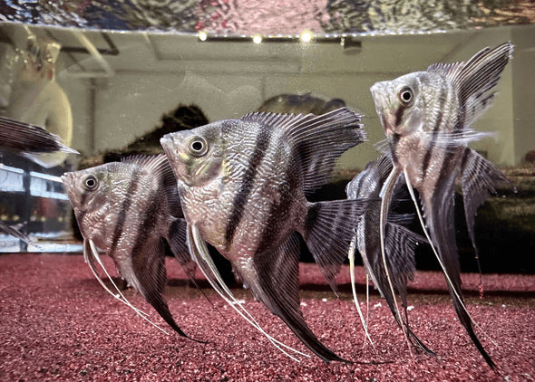 Pterophyllum Scalare sp. 'Diamond