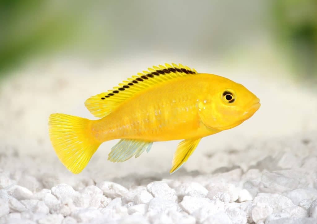 Yellow Lemon Lab Cichlid