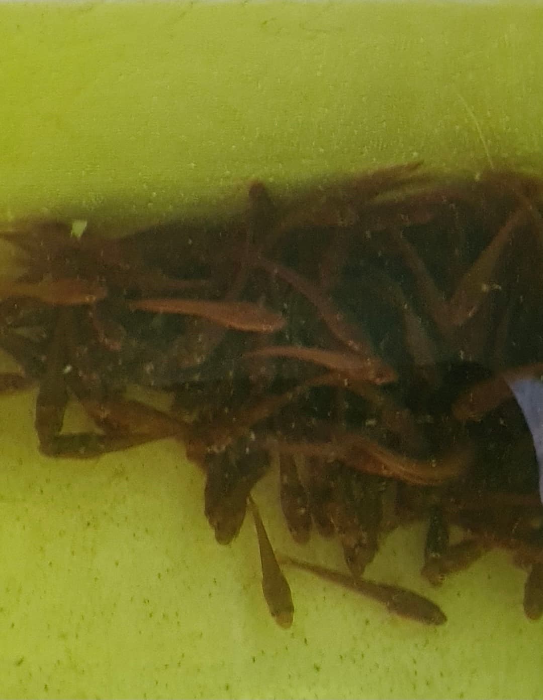 Toman snakehead tioman live feeders