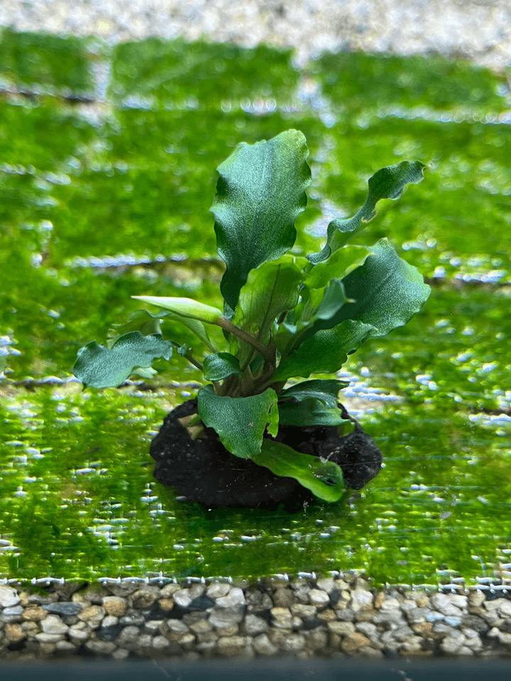 Bucephalandra Wavy Green
