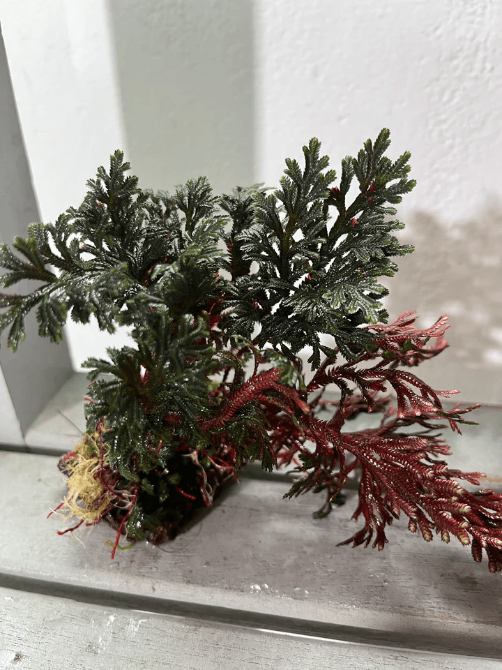 Selaginella Erythropus