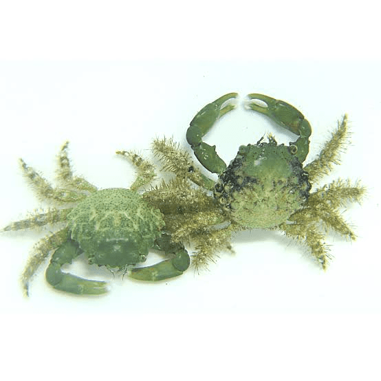 Emerald Crabs