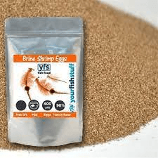 Brine Shrimp eggs