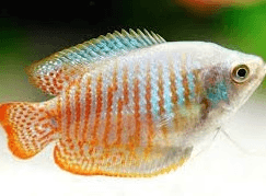 Dwarf Gourami 3cm