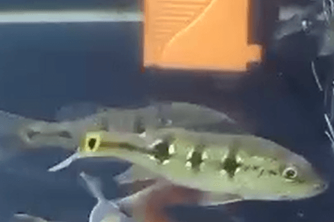 Peacock bass Orinoco