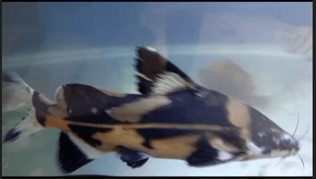 Marble Lancer catfish