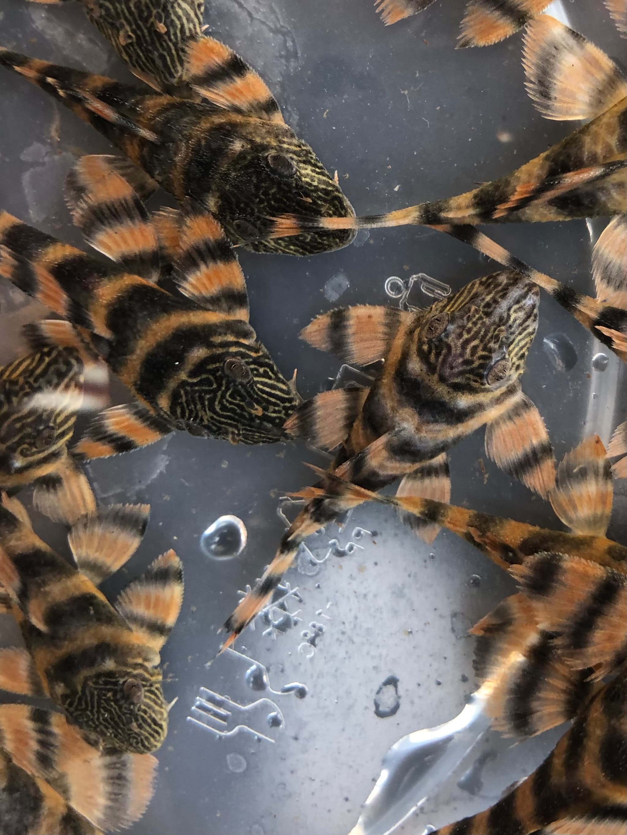 L397 Alenquer Tiger Pleco 3cm