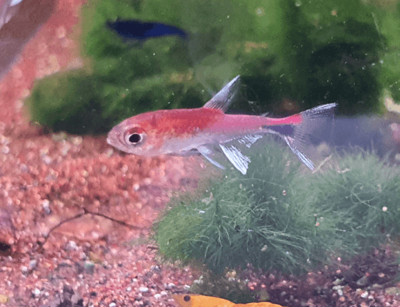 Ruby tetra 1.2cm
