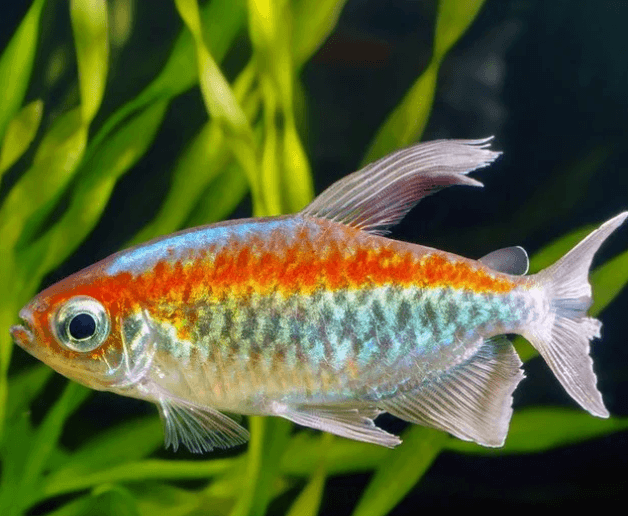 Congo Tetra XL 4-5cm
