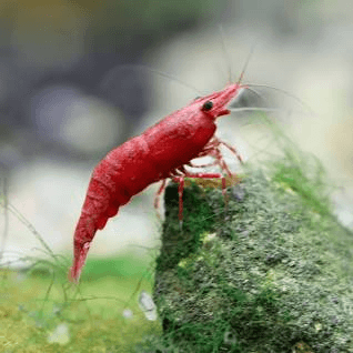 Fire Red Shrimp