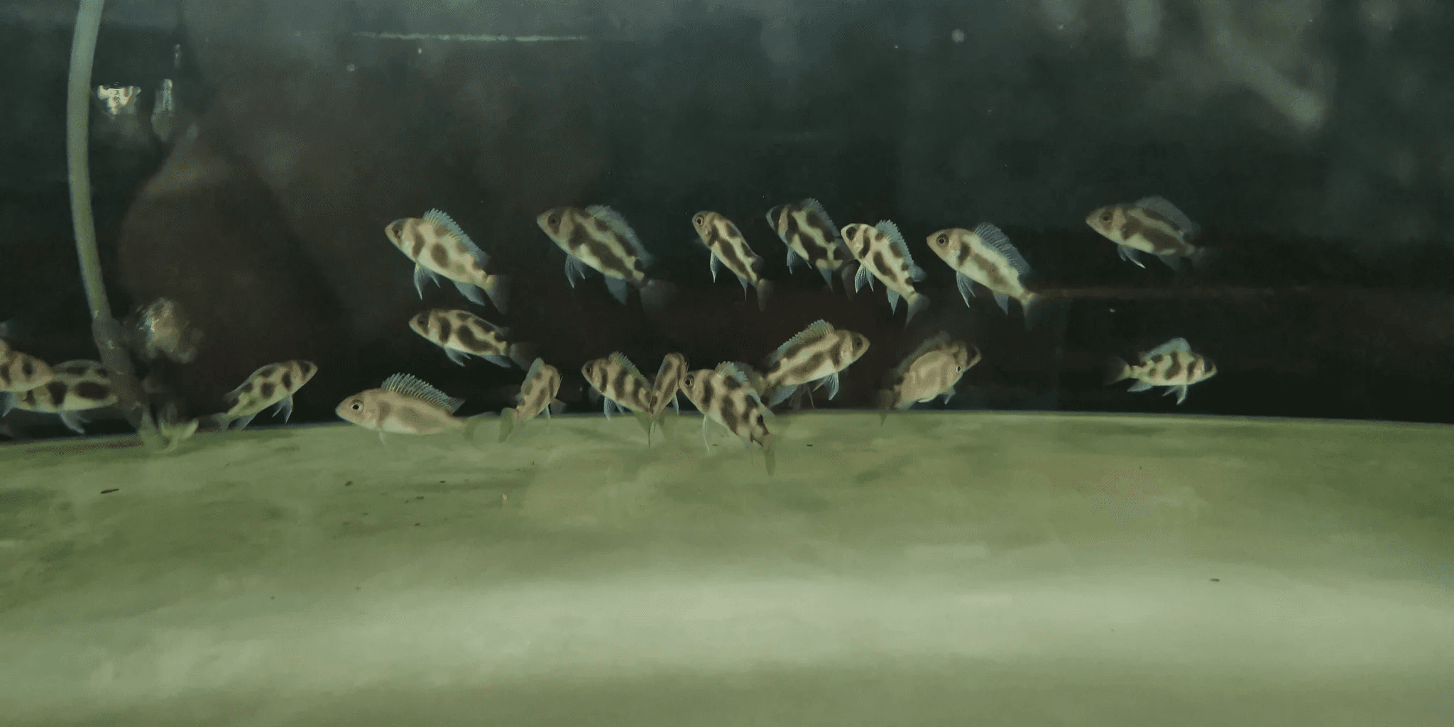 Black widow Frontosa 3-4cm