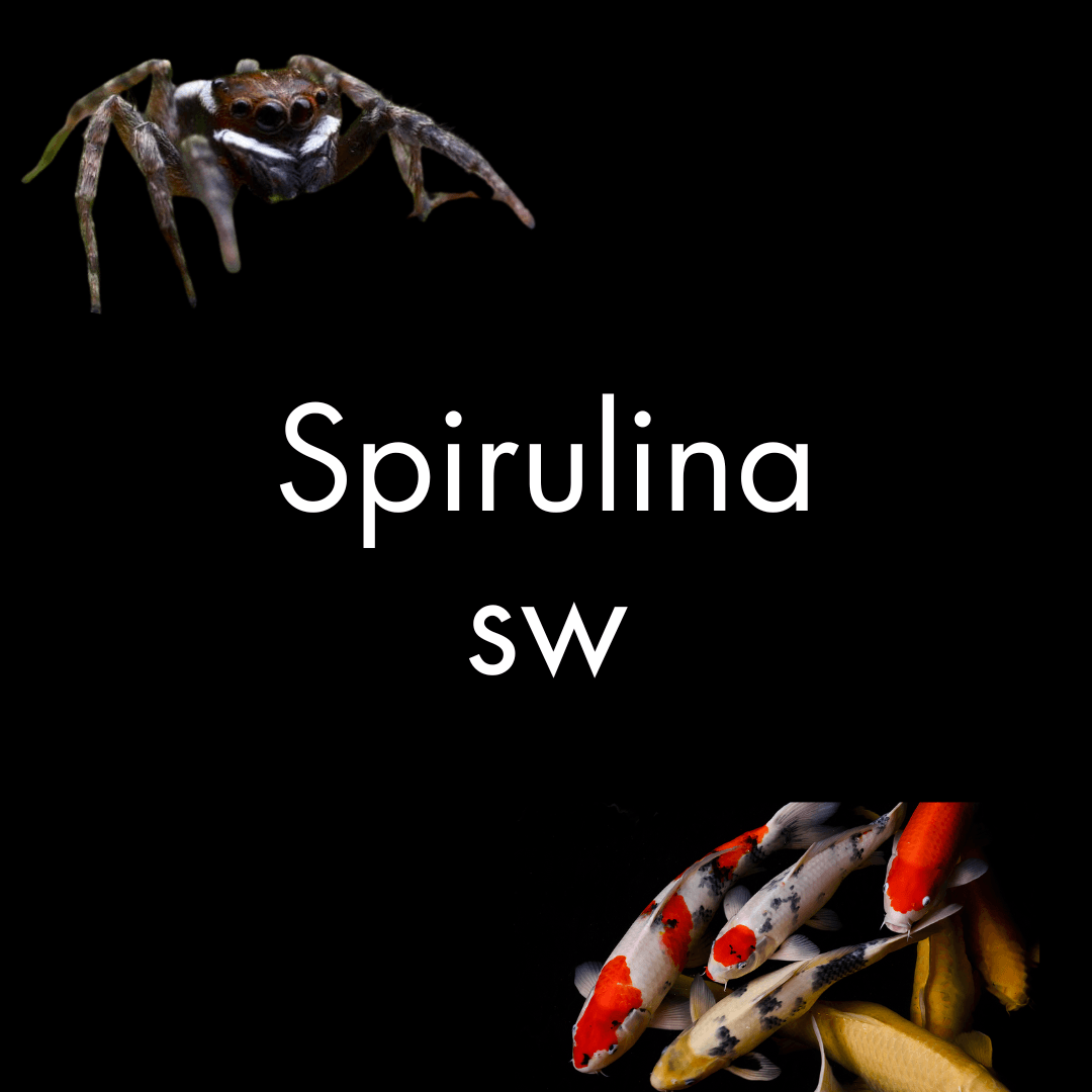 Spirulina Superworms