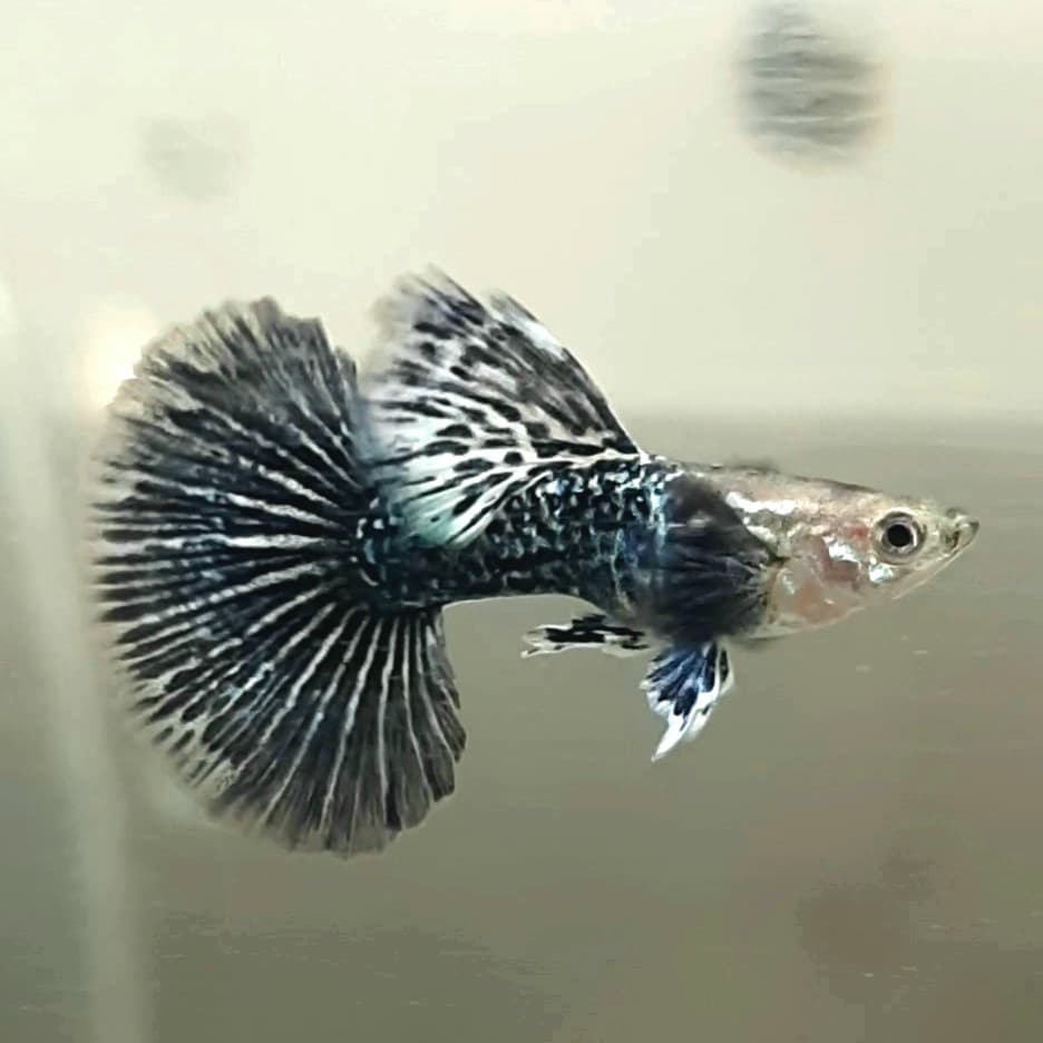 Guppy Green Dragon Halfmoon