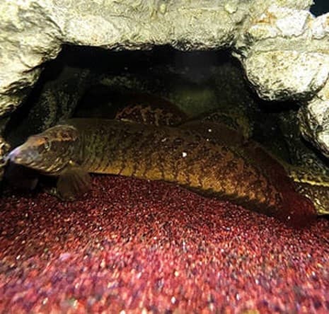 Mastacembelus Armatus