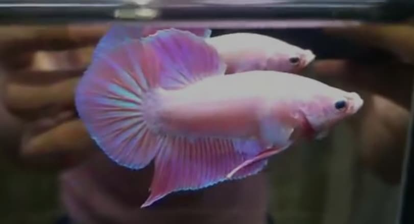 Betta Pinky Boy