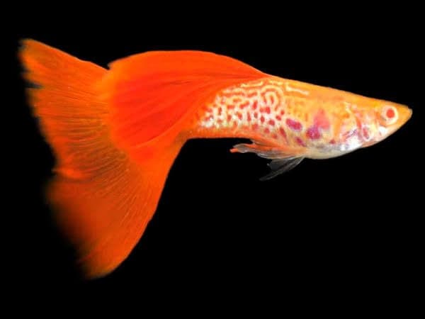 Guppy Albino Snake Red Tail