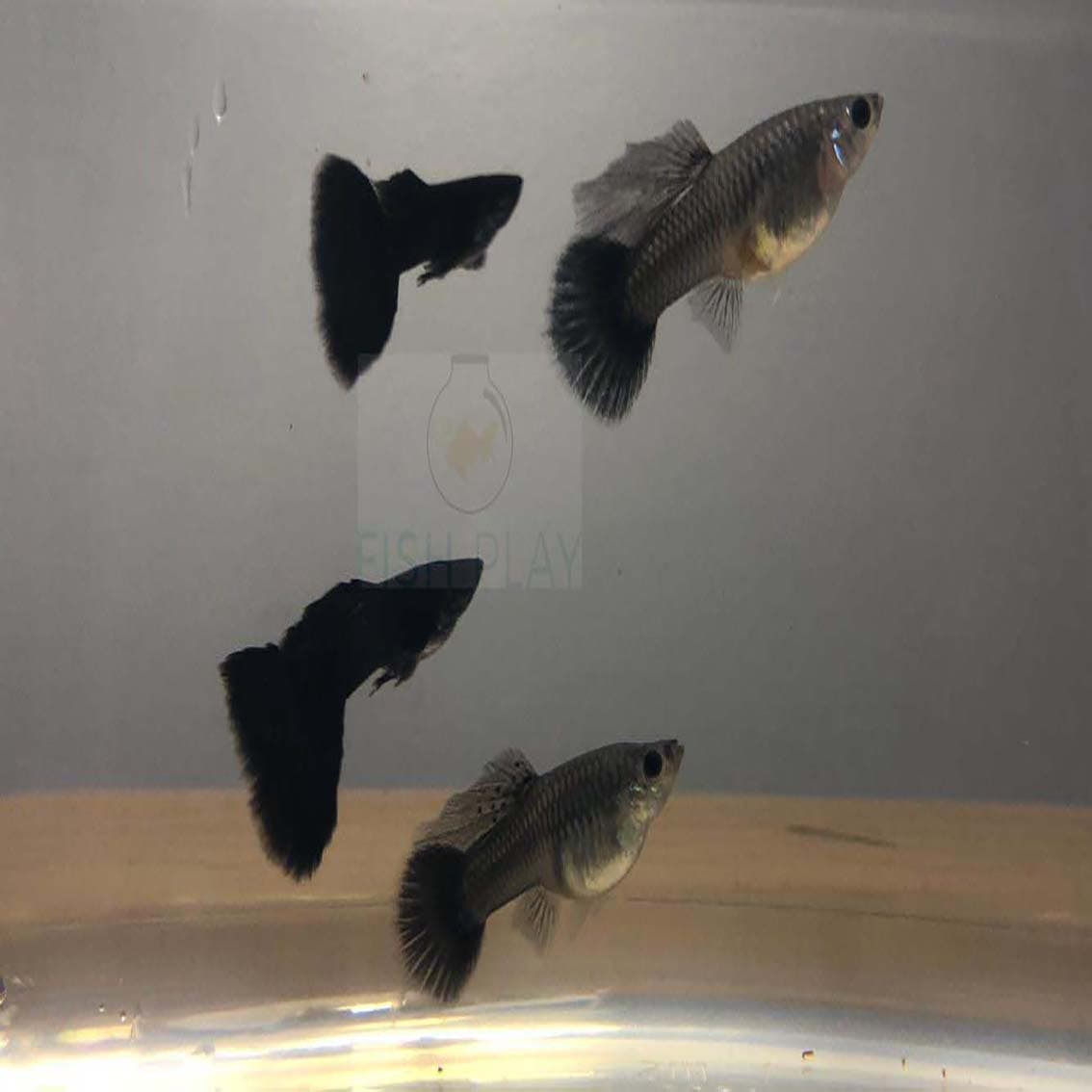 Full Black Moscow Guppies