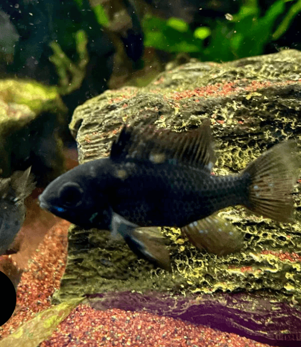 Mikrogeophagus Ramirezi 'Black Knight'