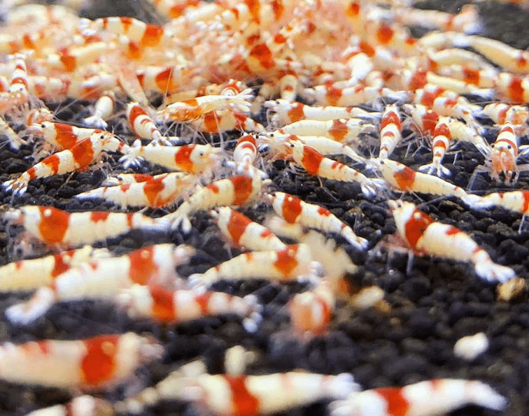 Caridina Cantonesis sp. Crystal Red