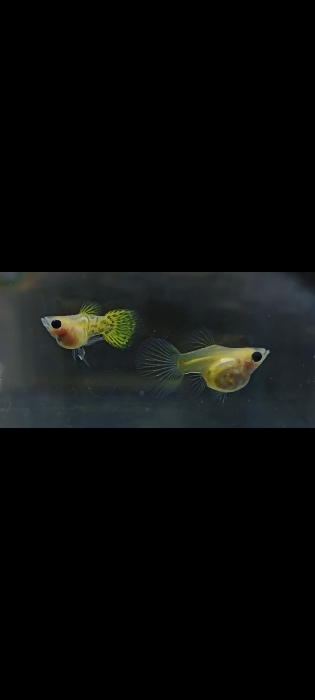 Yellow lace glass belly short body guppy
