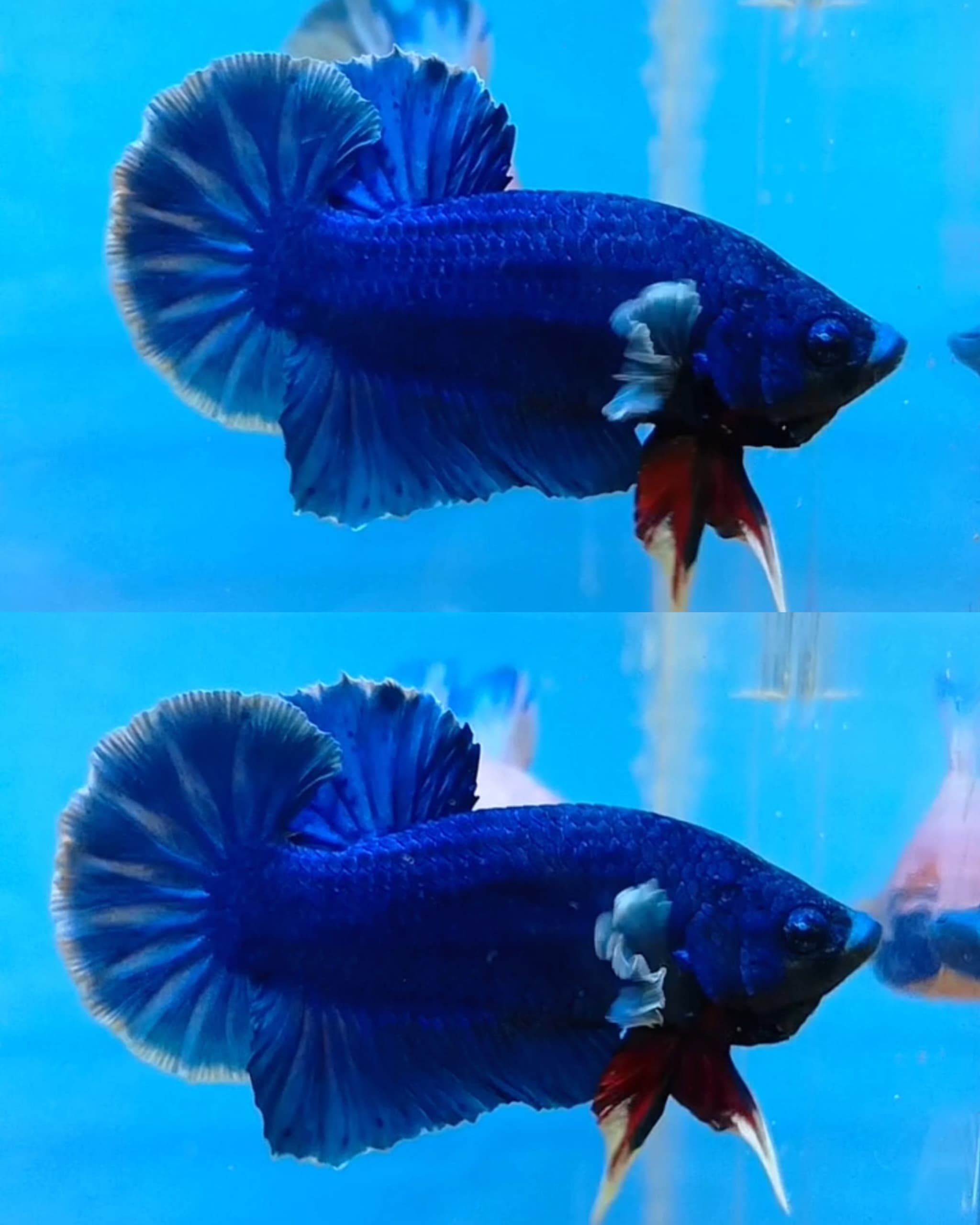Dumbo ear ROYALE blue bettafish
