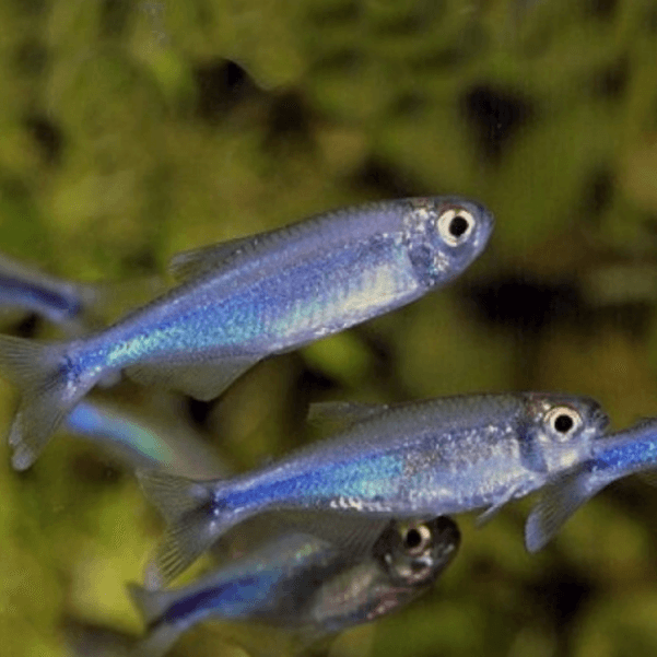 Blue King tetra 2.5cm
