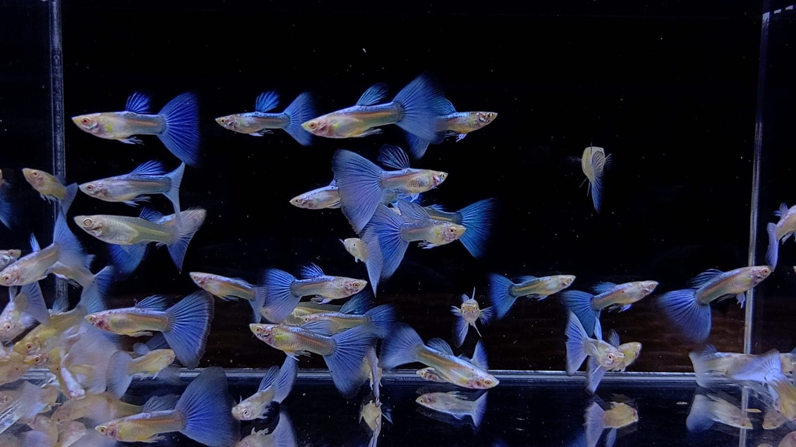 Albino Blue Topaz pairs