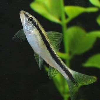 Siamese Algae Eater 3cm x 5pc