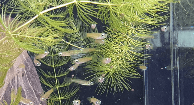 Norman's lamp eye 1.5cm x 5pc