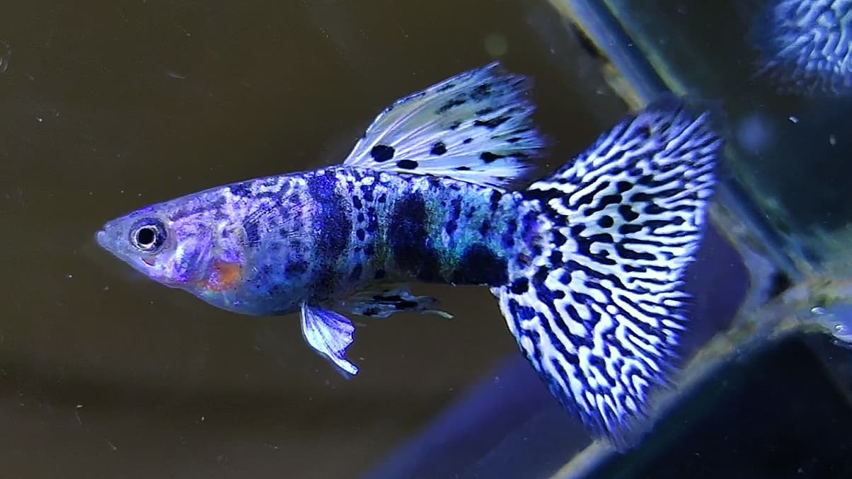 Yellow Tiger King Cobra Guppys