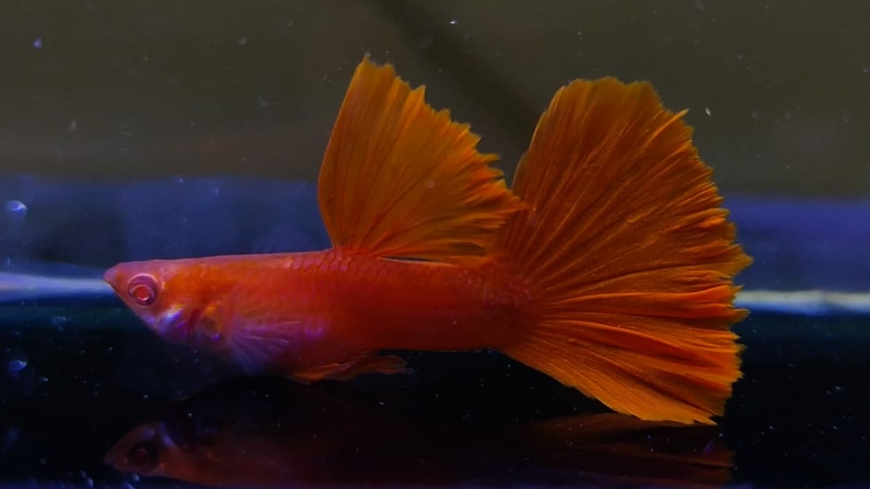 Albino full red Guppys