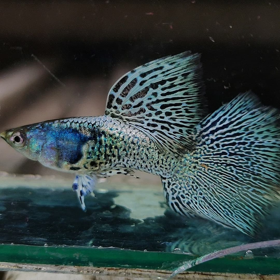 Mettal snakeskin blue Lace Guppys