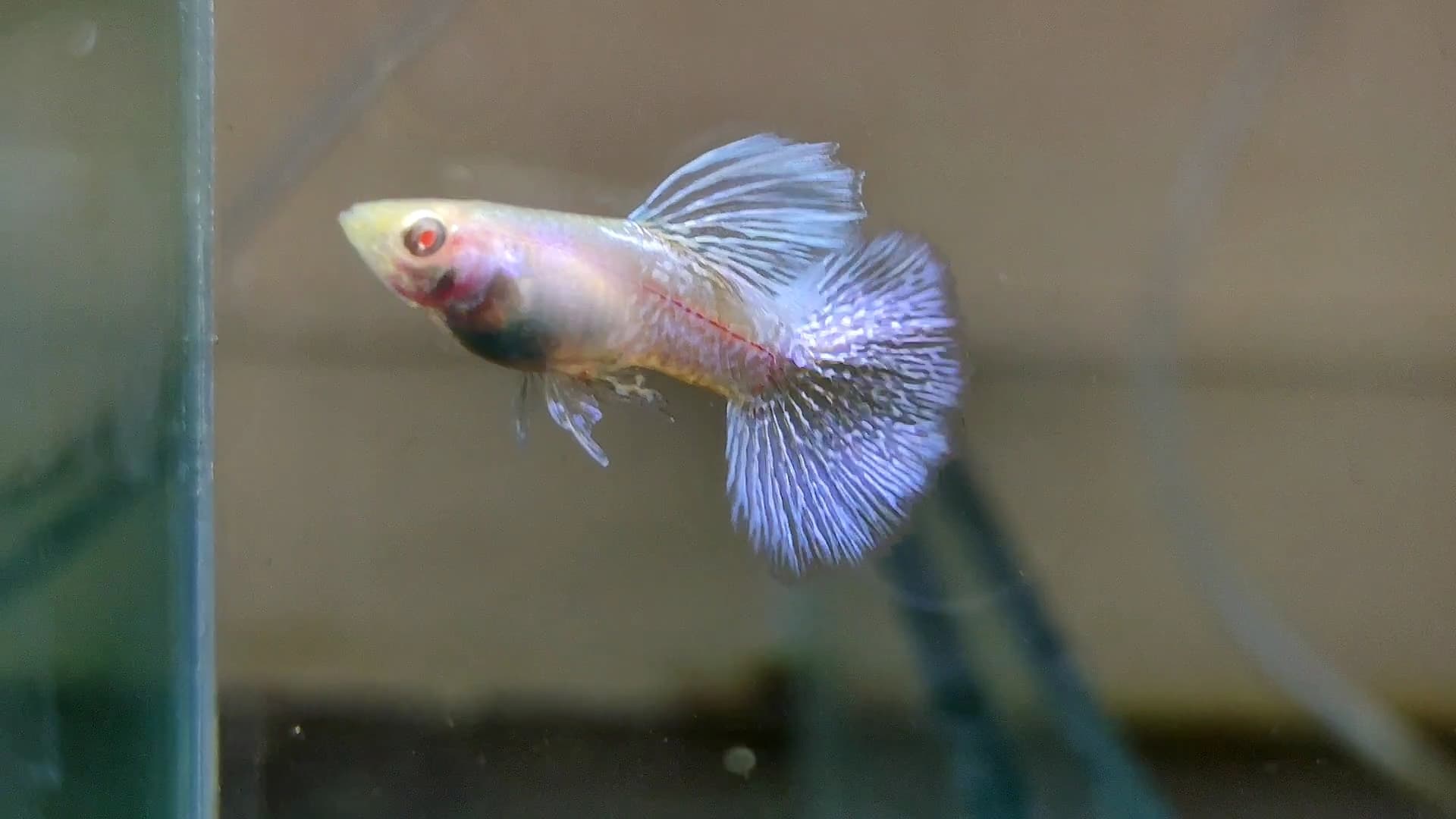 Albino mettal snakeskin blue dragon guppys