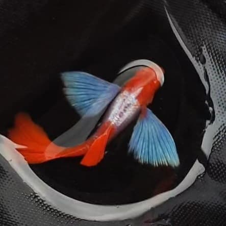 Guppy Albino PRTDE KOI ( Koi Butterfly Guppy)