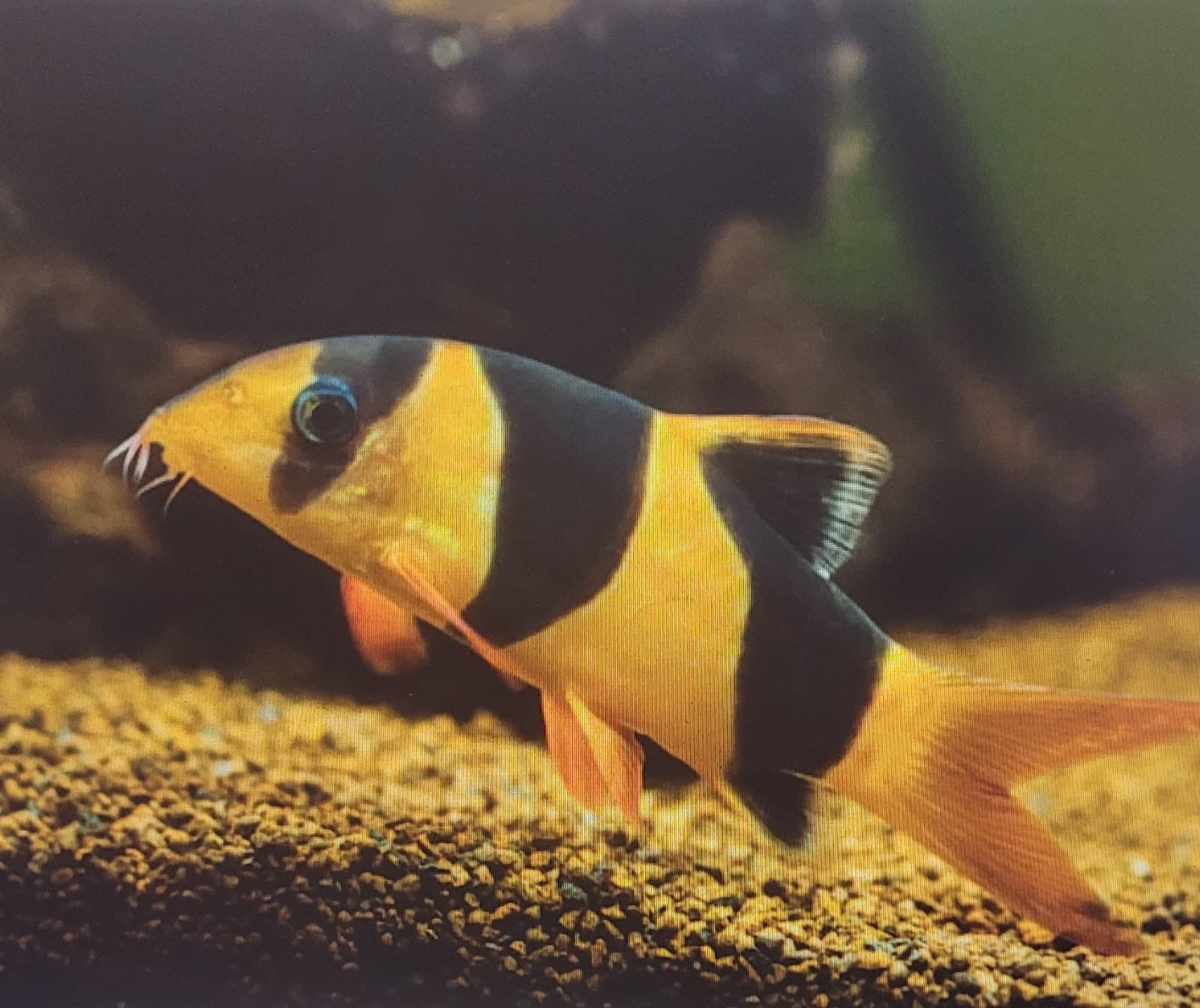 Clown Loach x 3pcs