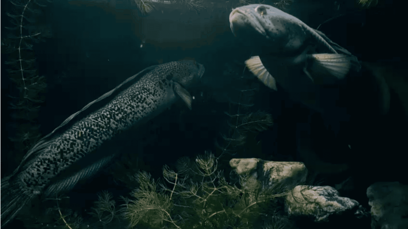 Channa Barca Pair (45 cm)