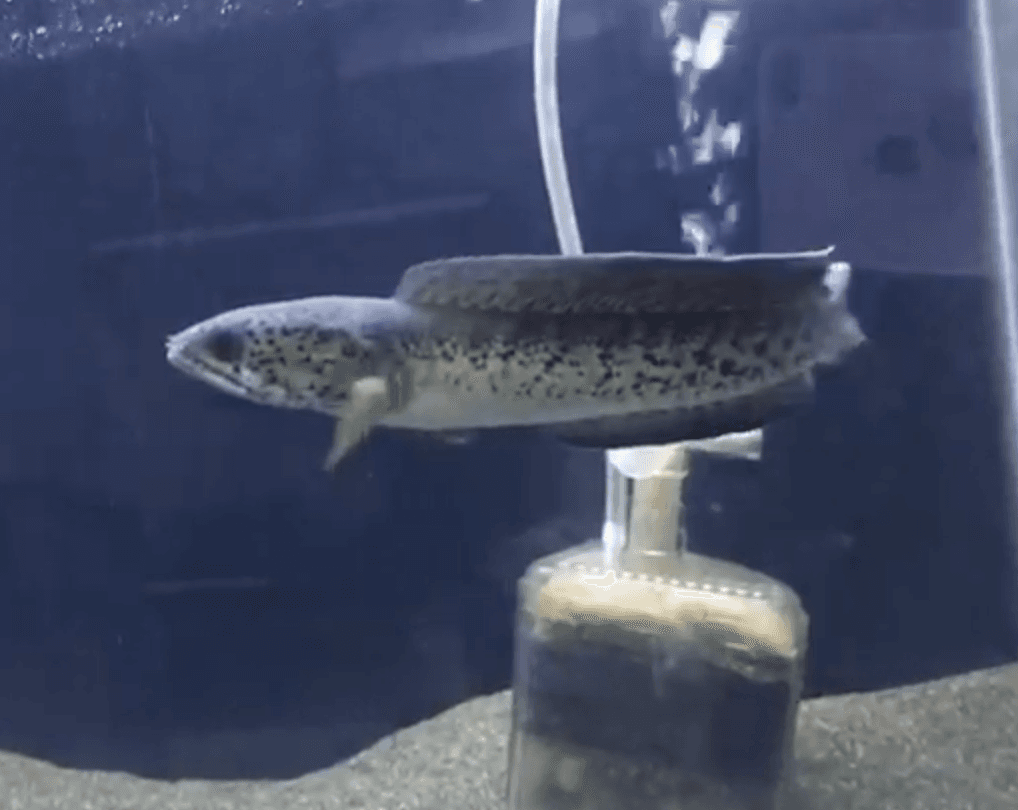 Channa Barca 20-22cm