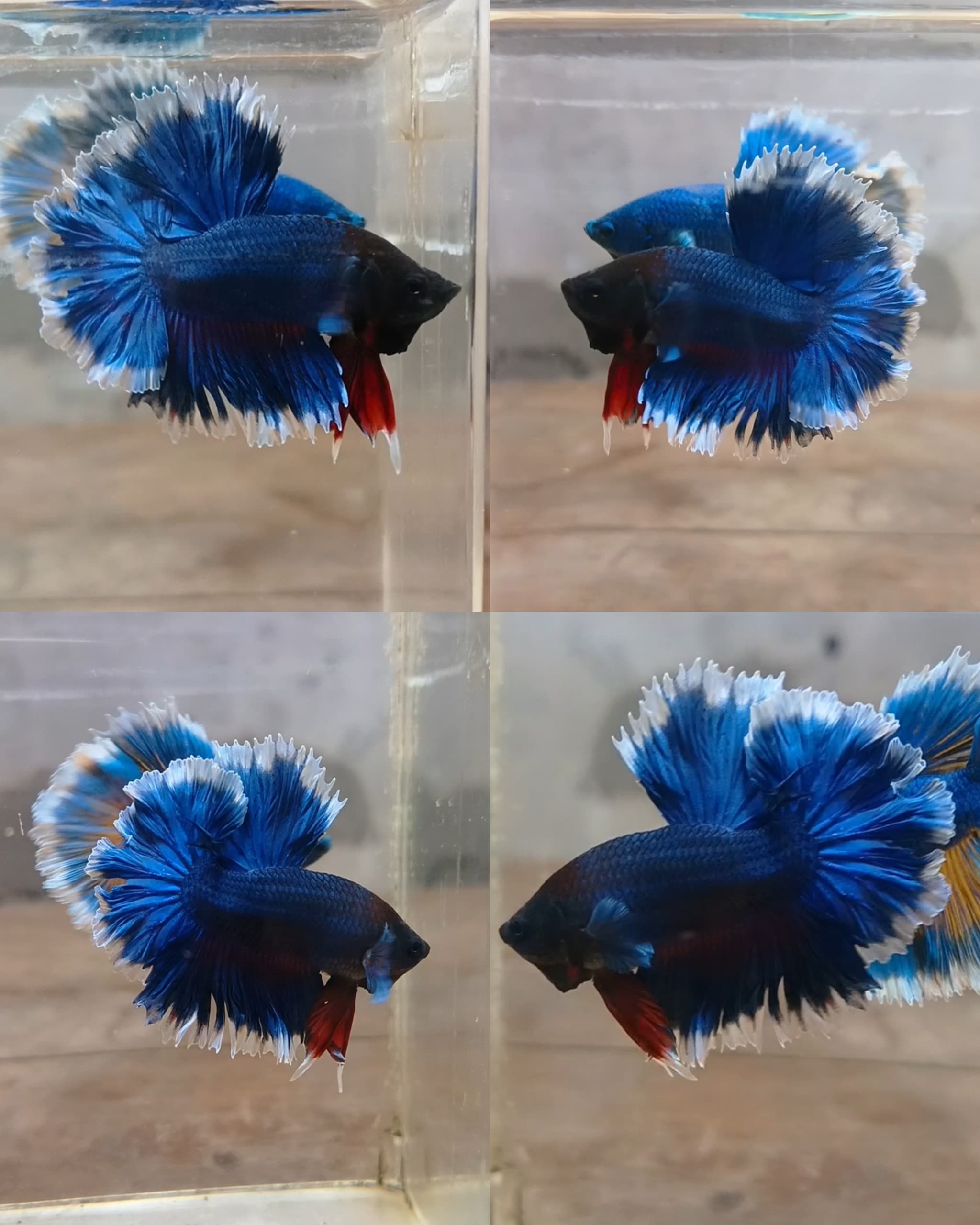 Halfmoon feathertail Betta fish