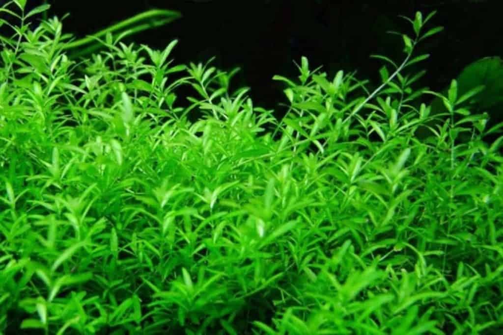 Pearlweed