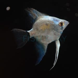 Avatar Turkey Green Angelfish