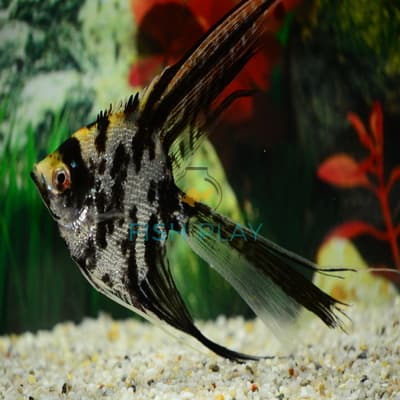 DIAMOND MARBLE V/T ANGEL