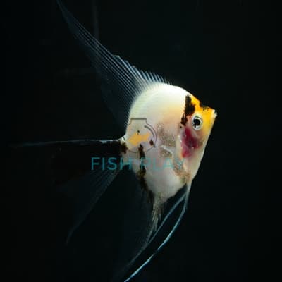 Tri-Color V/T Angel (3pcs)