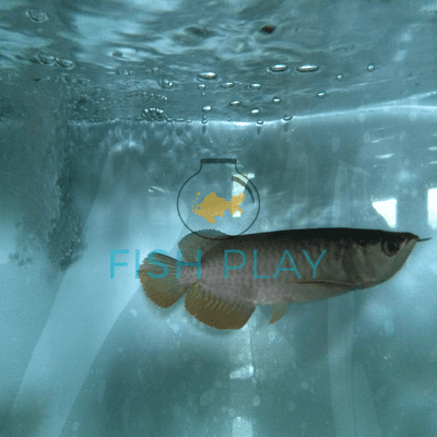 Red Tail Golden Arowana