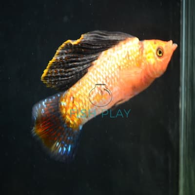 GOLD MARBLE SF MOLLY (MALE) (5PCS)